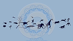 Evolution of species illustration