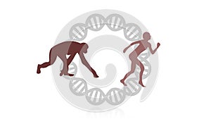 Evolution of species illustration