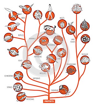 Evolution tree