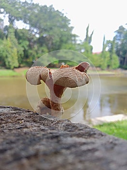 Evolved adult lentinus in a log by the lake