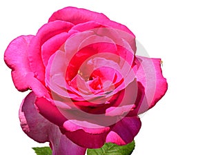 Evolved flower of deep pink decorative rose Lady Like, Tantau 1989 on white background