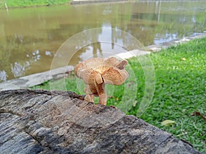 Evolved lentinus in a log by the lake photo