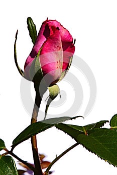 Evolving bud of deep pink decorative rose Lady Like, Tantau 1989 on white background