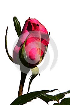 Evolving bud of deep pink decorative rose Lady Like, Tantau 1989 on white background photo