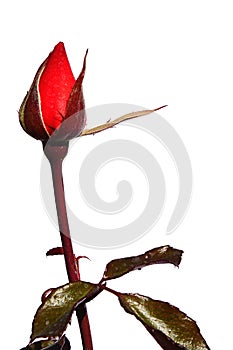 Evolving bud and jagged leaves of red rose Piccolo, Tantau 1984, white background photo