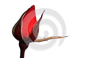 Evolving bud of red rose Piccolo, Tantau 1984, white background