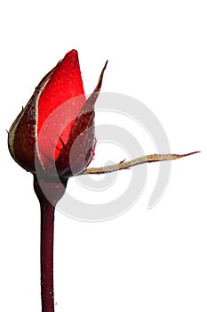 Evolving bud of red rose Piccolo, Tantau 1984, white background photo