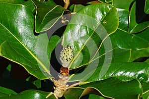 Evolving fruit and broad leathery leaves of southern magnolia, also called bull bay, latin name Magnolia Grandiflora