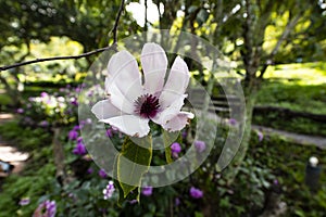 Evolving Magnolia Flower