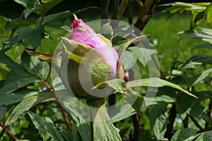 Evolving pink flower bud of Tree Peony flower cultivar, latin name Paeonia Suffruticosa