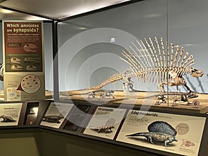 Evolving Planet exhibit at The Field Museum in Chicago, Illinois