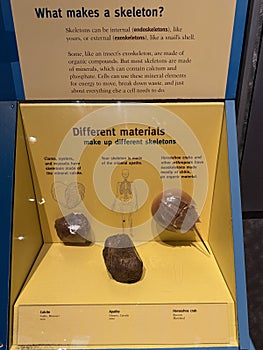 Evolving Planet exhibit at The Field Museum in Chicago, Illinois