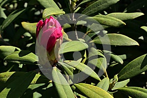 Evolving purple to red flower bud of Rhododendron flower, surrounded by leathery leaves.