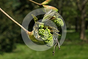 Evolving spring buds and young leaves on Silver Maple tree, also called Creek Maple or Silverleaf Maple