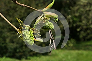 Evolving spring buds and young leaves on Silver Maple tree, also called Creek Maple or Silverleaf Maple