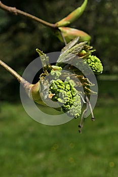 Evolving spring flower buds and leaves on branch tip of Silver Maple tree