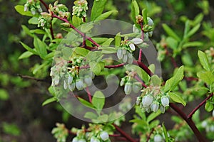 Evolving spring flower buds of Northern Highbush Blueberry,