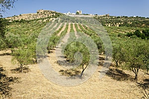 Evoramonte and olive tree