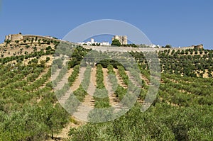 Evoramonte and olive tree