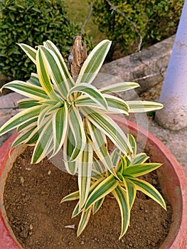Evy dracaena plant in the garden