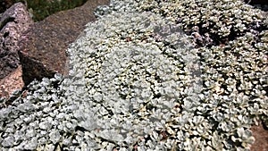 Ewartia, an alpine plant from Austalia