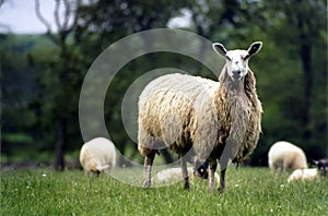 Ewe photo