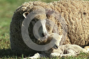 Ewe with baby lamb photo