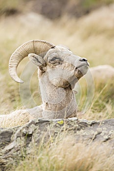Ewe bighorn remaining alert while resting