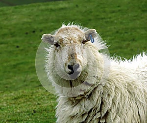 Ewe, close-up, head and shoulders, staring boldly. photo