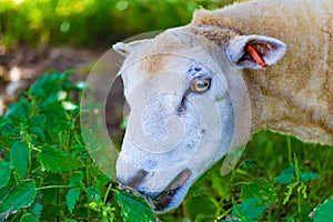 Ewe crunching nettle on a pasture