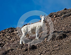 Ewe Dall Sheep photo