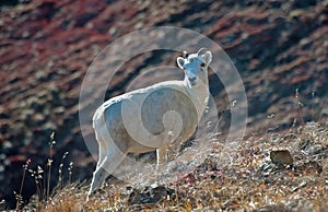 Ewe Dall Sheep photo