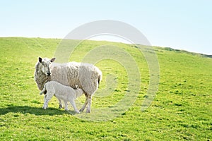Ewe feeding her lamb