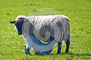 Ewe feeding lamb