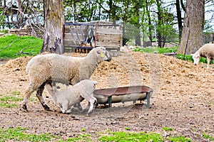 Ewe Feeding Lamb