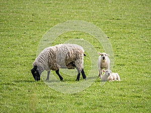 Ewe feeding one lamb standing and one lying