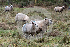 Ewe and half grown lamb in scrubby field