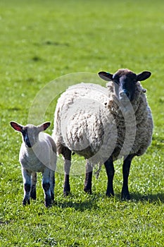 Ewe with her lamb photo