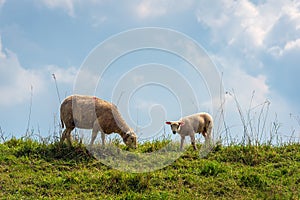 Ewe with her lamb on top of a Dutch dike