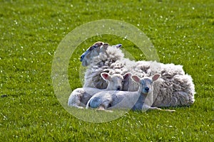 Ewe with her lambs