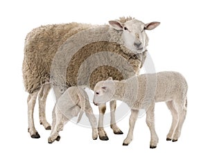 A Ewe with her two lambs, one is suckling