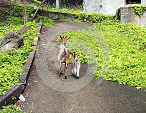 A ewe and her young kid as seen as a farm in St. Vincent and the Grenadine