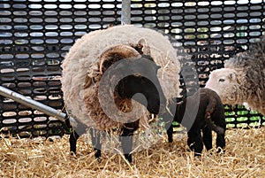 Ewe with lamb