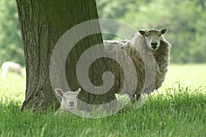 Ewe and lamb photo