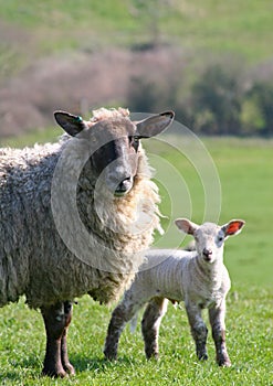 Ewe with lamb photo