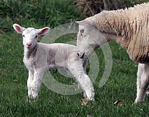 Ewe with lamb