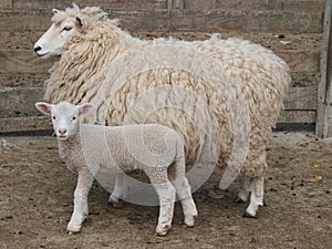 Ewe and Lamb photo