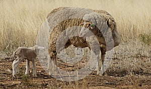 Ewe and Lamb in the Drought