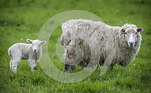Ewe and lamb in field photo