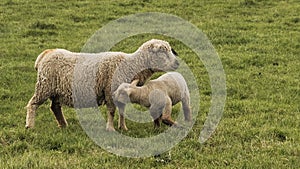 Ewe with a lamb in the green field.